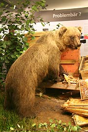 Braunbär Bruno alias JJ1 am Bienenstock im Museum Mensch und Natur, München (Foto: MartiN Schmitz)